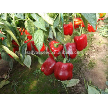 SP27 Jihong maturidade precoce f1 sementes de pimentão vermelho híbrido capsicum sementes